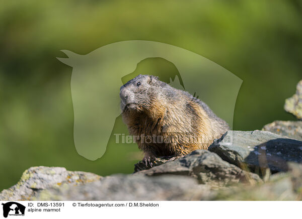 Alpenmurmeltier / alpine marmot / DMS-13591