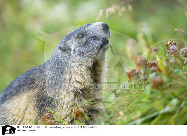 alpine marmot / DMS-13620