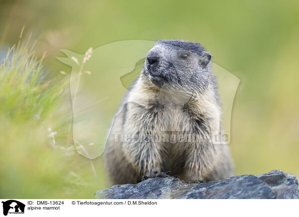 Alpenmurmeltier / alpine marmot / DMS-13624