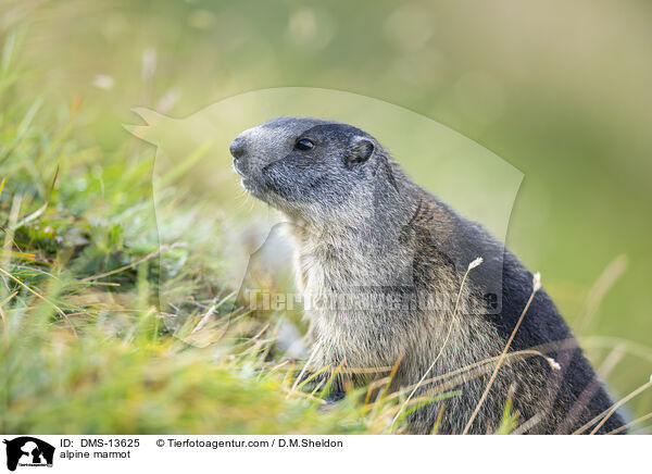 Alpenmurmeltier / alpine marmot / DMS-13625