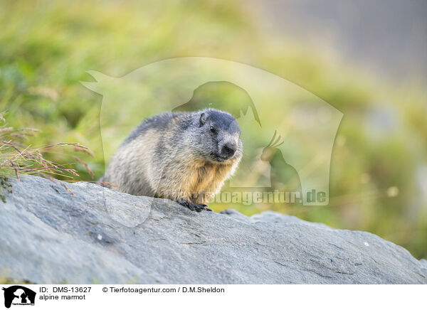Alpenmurmeltier / alpine marmot / DMS-13627