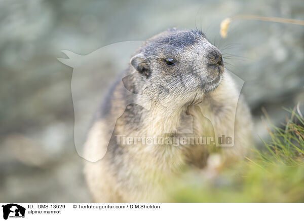Alpenmurmeltier / alpine marmot / DMS-13629