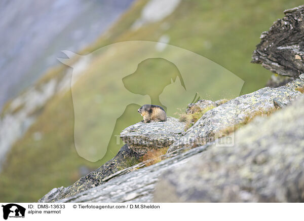 Alpenmurmeltier / alpine marmot / DMS-13633