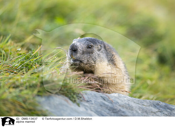 Alpenmurmeltier / alpine marmot / DMS-13637