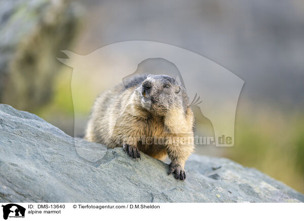 alpine marmot / DMS-13640
