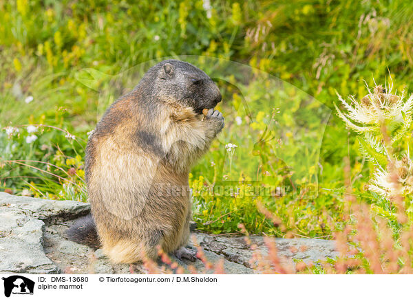 Alpenmurmeltier / alpine marmot / DMS-13680