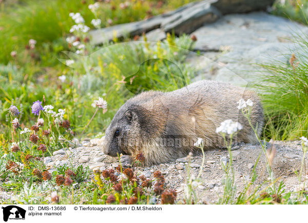 Alpenmurmeltier / alpine marmot / DMS-13686
