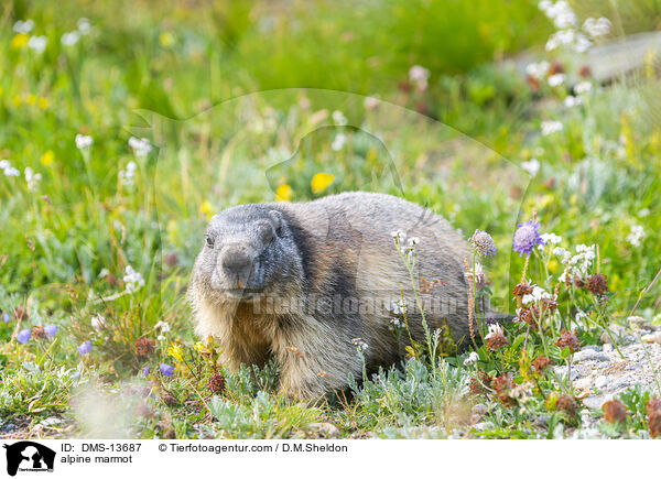 alpine marmot / DMS-13687