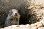 Alpine marmot