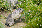 Alpine marmot