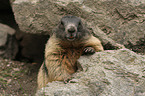 Alpine marmot