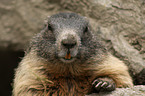 Alpine marmot