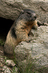 Alpine marmot