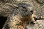 Alpine marmot