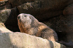 Alpine marmot