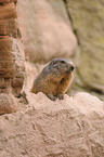 Alpine marmot