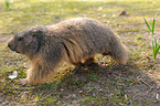 Alpine marmot