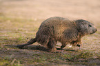 Alpine marmot