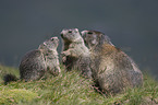 Alpine marmots