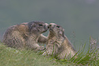 Alpine marmots