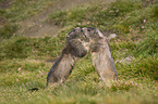fighting Alpine marmots