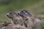 Alpine marmots