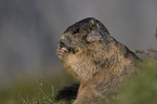 Alpine marmot