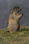 Alpine marmot