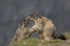 fighting Alpine marmots