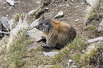 Alpine marmot