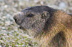 Alpine marmot