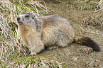 Alpine marmot