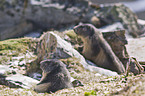 Alpine marmots