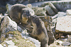 Alpine marmots
