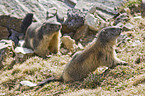 Alpine marmot