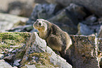 Alpine marmot