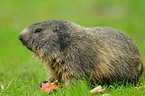 marmot