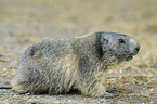 Alpine marmot