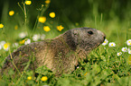 Alpine marmot