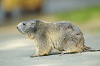 Alpine marmot