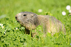 Alpine marmot