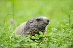 Alpine marmot