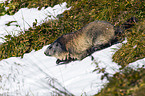 Alpine marmot