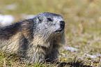 Alpine marmot