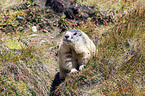 Alpine marmot