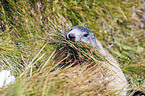 Alpine marmot