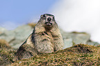 Alpine marmot