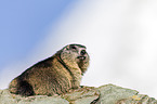 Alpine marmot