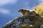 Alpine marmot