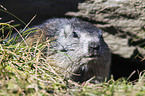 Alpine marmot